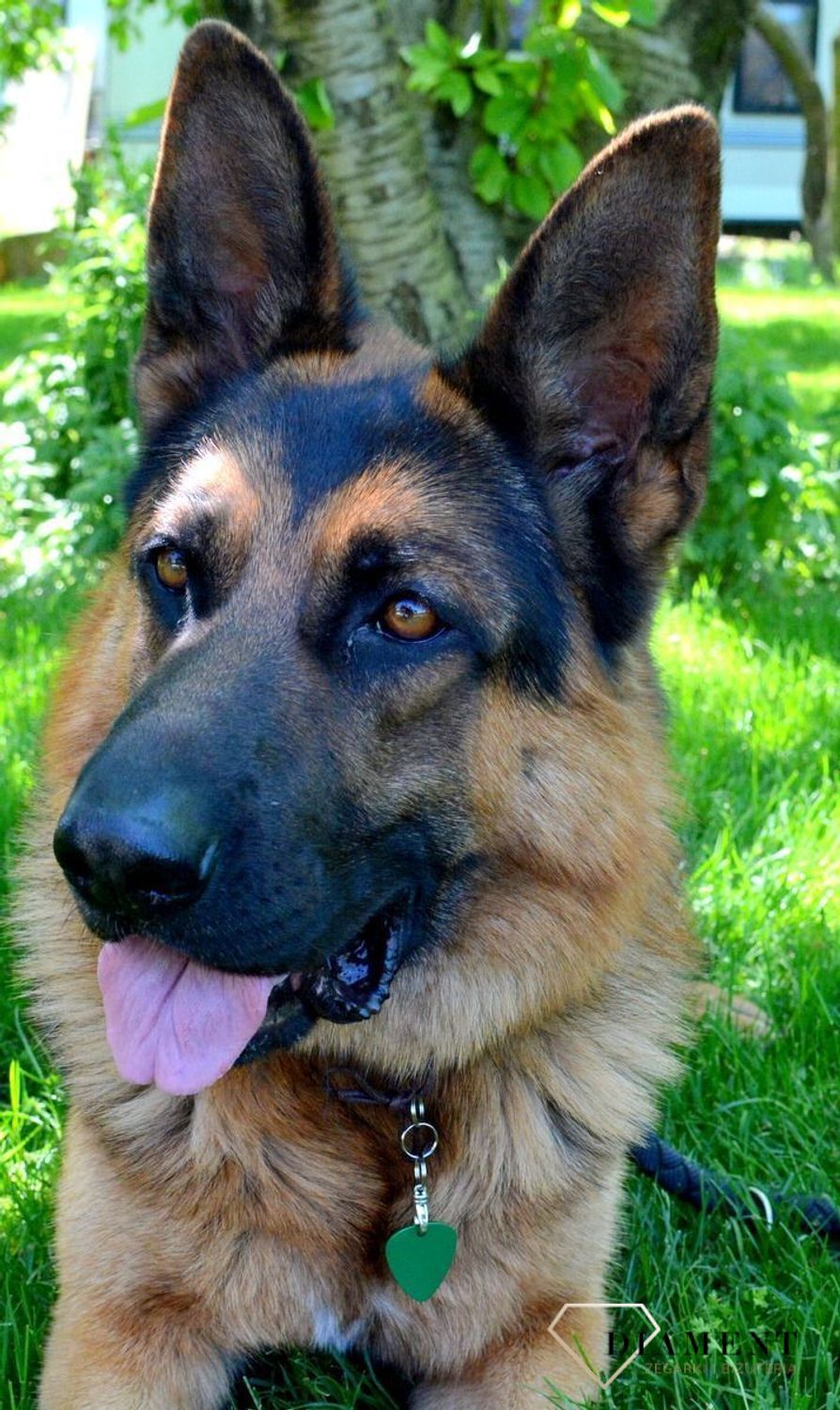 Blaszka dla pupila 3,5 cm z miejscem na grawer Trójkąt green L.  Blaszka w formie adresówki, identyfikatora dla psa. Blaszka z miejscem na grawer. Na adresówce możemy wygrawerować np. imię psa i nr telefonu do właściciela..jpg